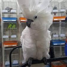 Regenschirm-Cockatoo zum Verkauf
