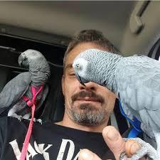 Hand gezüchtete Pet-Papageiarten verfügbar