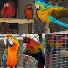 Haustier-Macaw-Papagei-Vogelarten auf Verkauf
