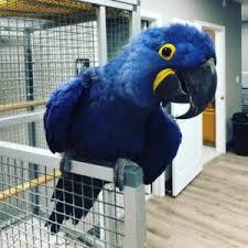Hyazinthe-Macaws-Papageien im Verkauf