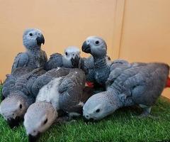 Baby, das afrikanisches Grau spricht.'