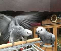 Baby, das afrikanisches Grau spricht.' - 2