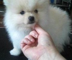 2 Pomeranian-Welpen abzugeben