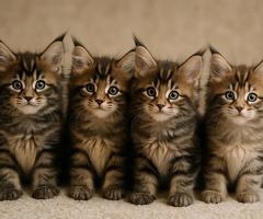 wunderschönn Maine Coon Kitten