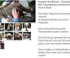 Tierpräparatesammlung zu verkaufen