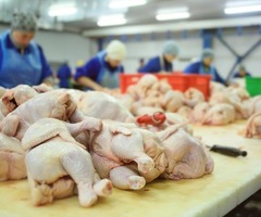 Chicken Products For Sale Export